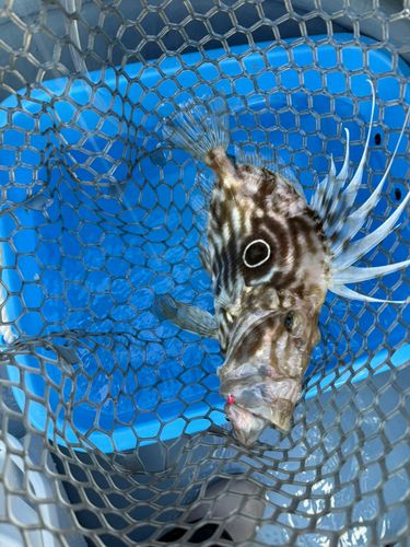 マトウダイの釣果