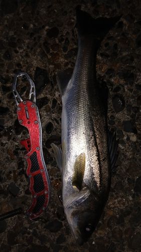 シーバスの釣果