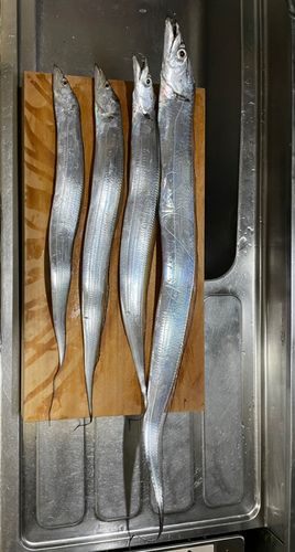 タチウオの釣果