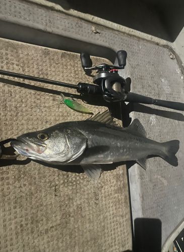 シーバスの釣果