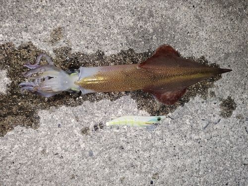 ヤリイカの釣果