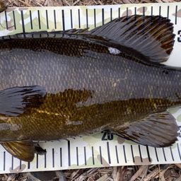 スモールマウスバス