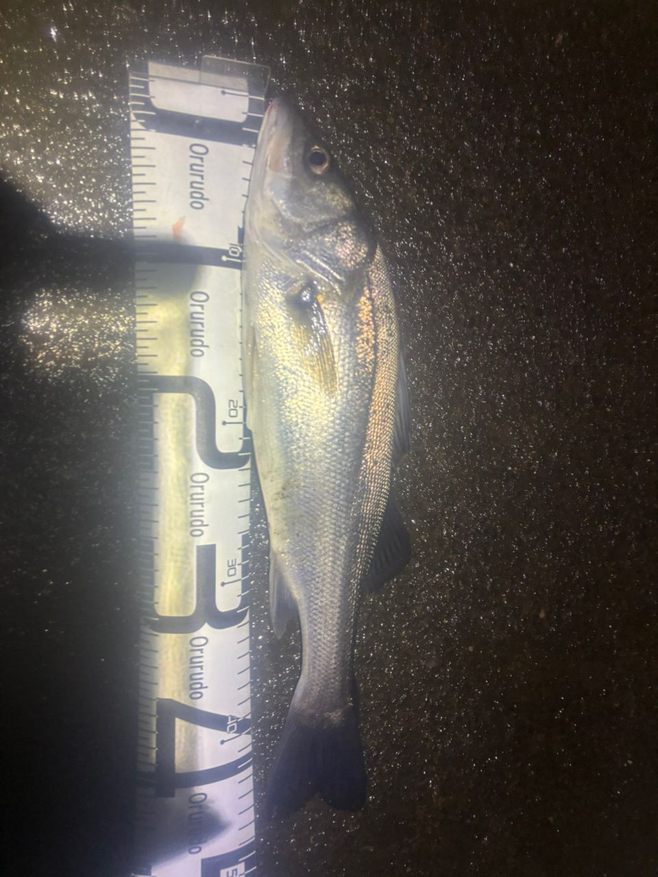 セイゴ（マルスズキ）