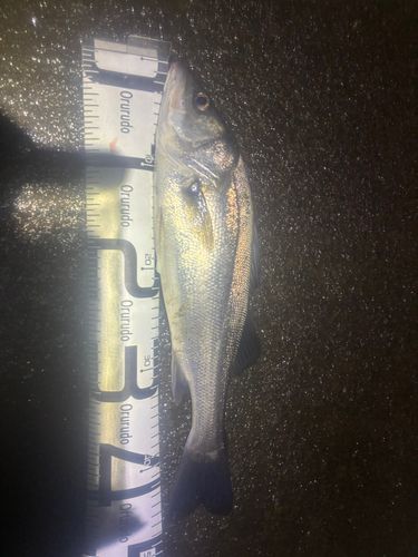 セイゴ（マルスズキ）の釣果