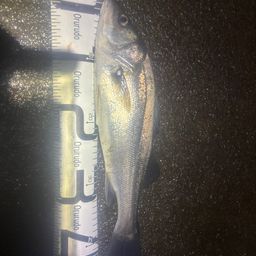 セイゴ（マルスズキ）