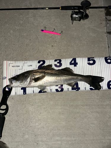 シーバスの釣果