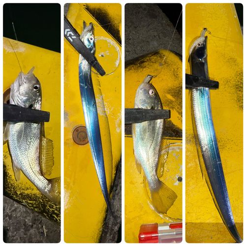 タチウオの釣果