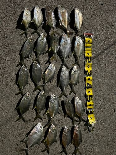 碧南海釣り公園