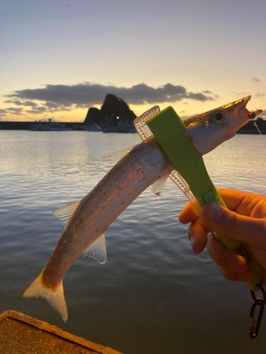 アカカマスの釣果