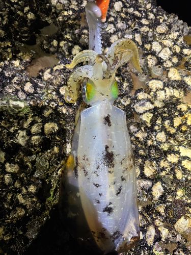 アオリイカの釣果