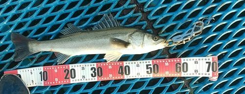 東京湾（アクアライン以北）