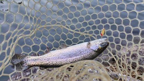 ニジマスの釣果