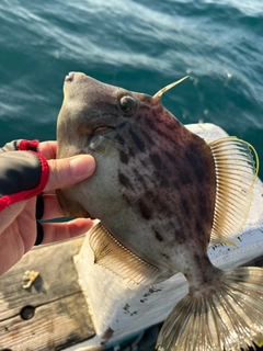 カワハギの釣果