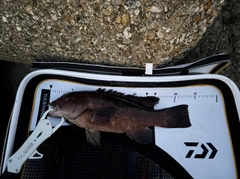 カンダイの釣果