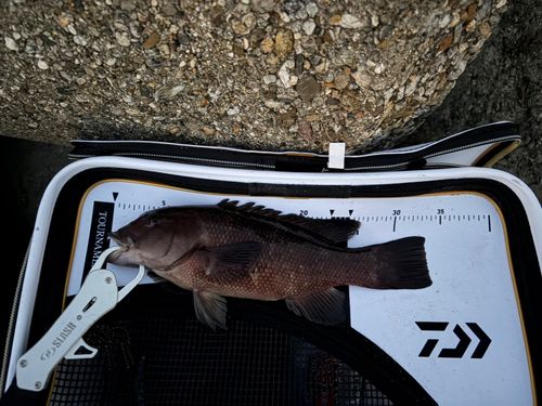 カンダイの釣果