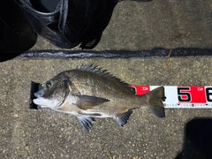 チヌの釣果