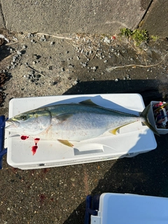 ブリの釣果