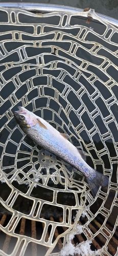 パワーフィールド つりぼり あかし