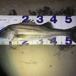 フッコ（マルスズキ）