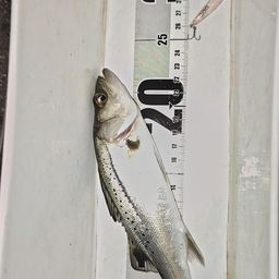 セイゴ（マルスズキ）