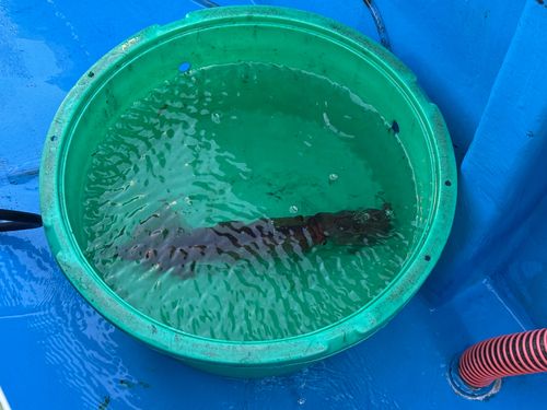 スルメイカの釣果