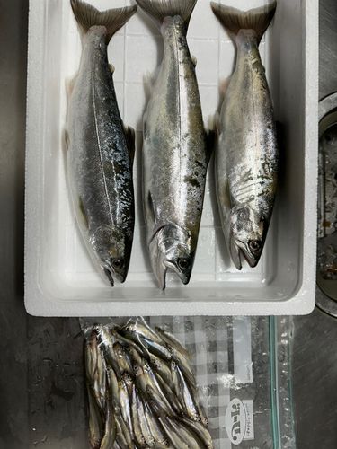ワカサギの釣果