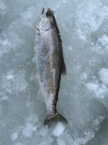 サクラマスの釣果