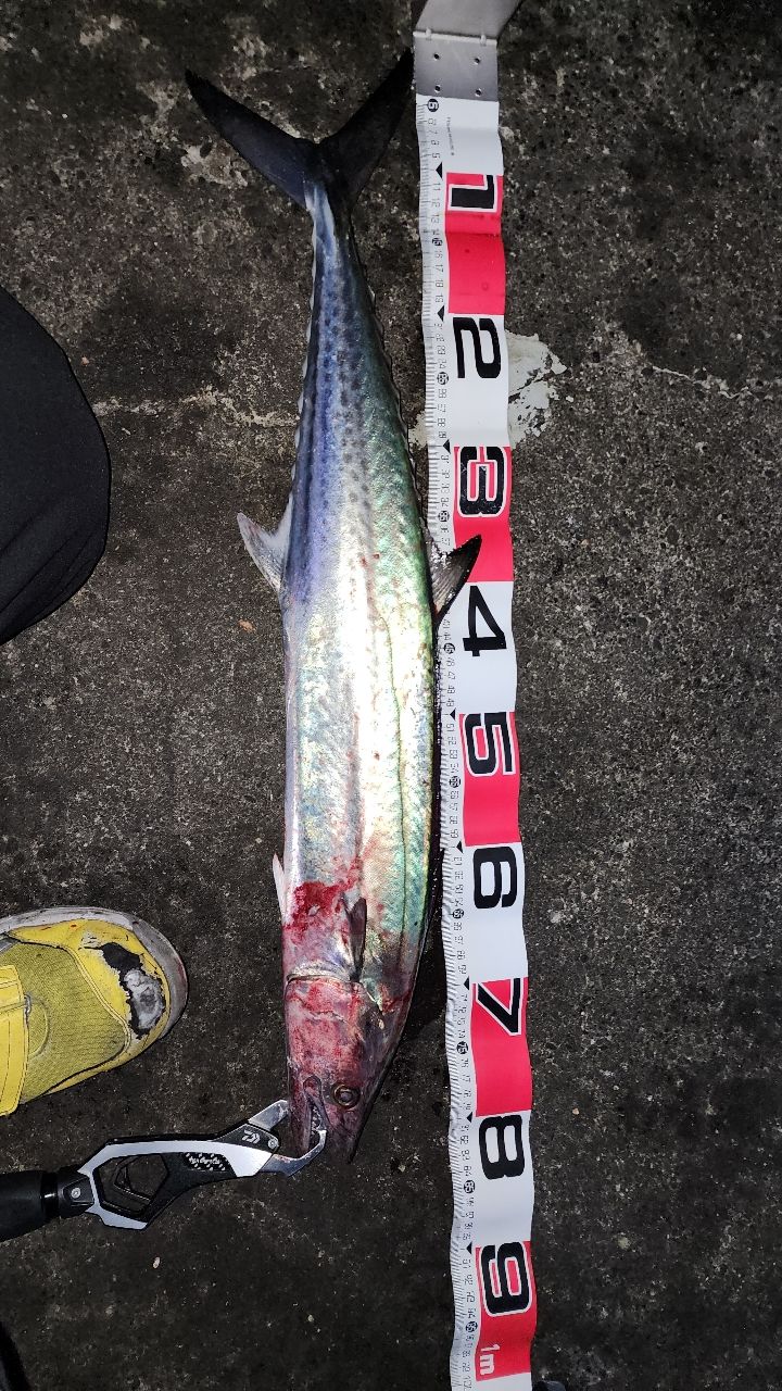 DAIWA 23ソルティガ 5000-XHの最安値・インプレ・釣果 | 本音の口コミ