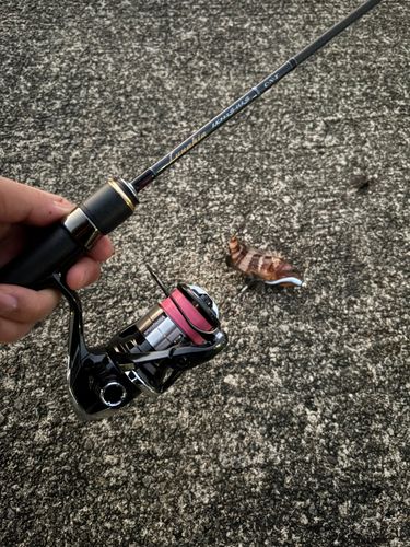 アオハタの釣果