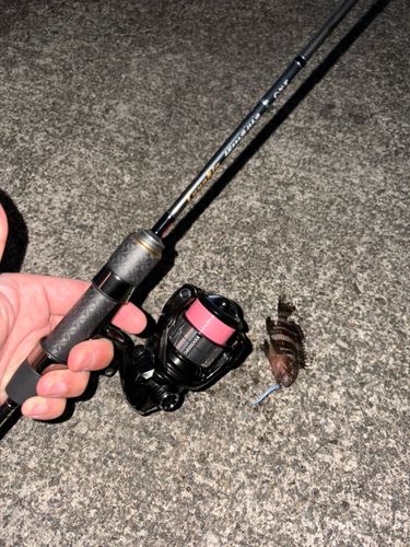 アオハタの釣果