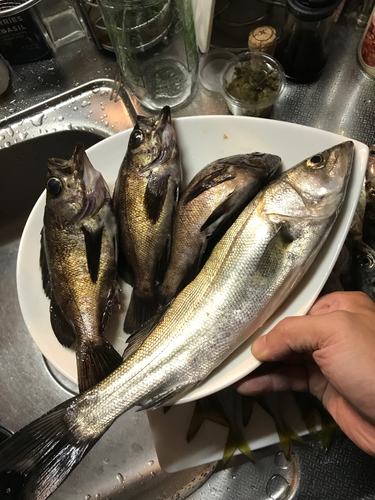 メバルの釣果