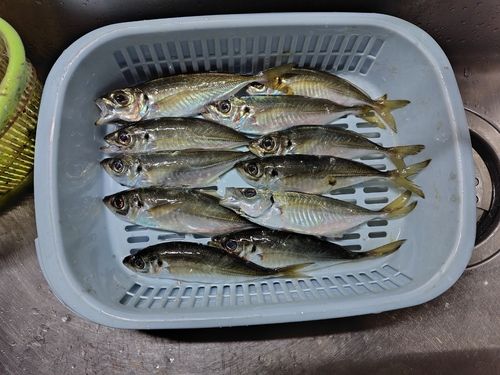 マアジの釣果