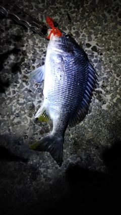 キビレの釣果