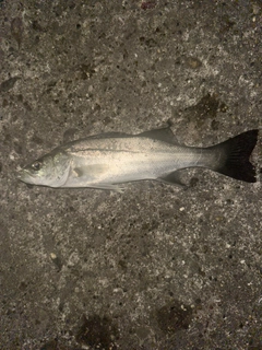 セイゴ（マルスズキ）の釣果