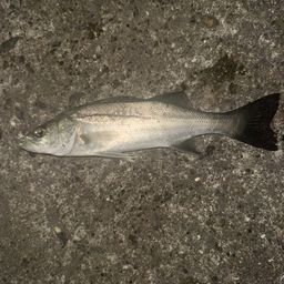 セイゴ（マルスズキ）