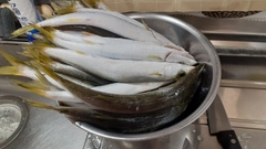 カマスの釣果