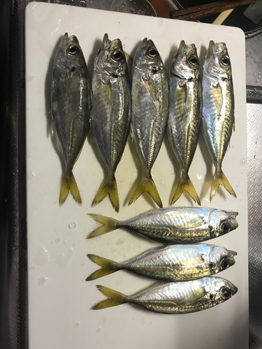 アジの釣果