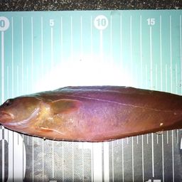 エゾイソアイナメ