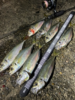アジの釣果