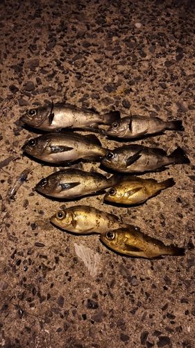 周防大島（屋代島）