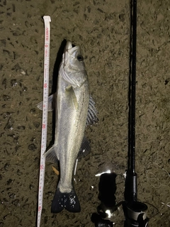 マルスズキの釣果