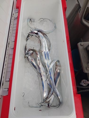 タチウオの釣果