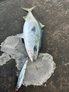 ヒラマサの釣果