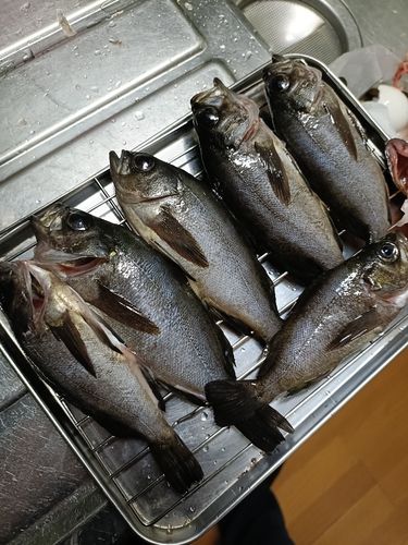 メバルの釣果