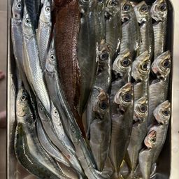 イワシ