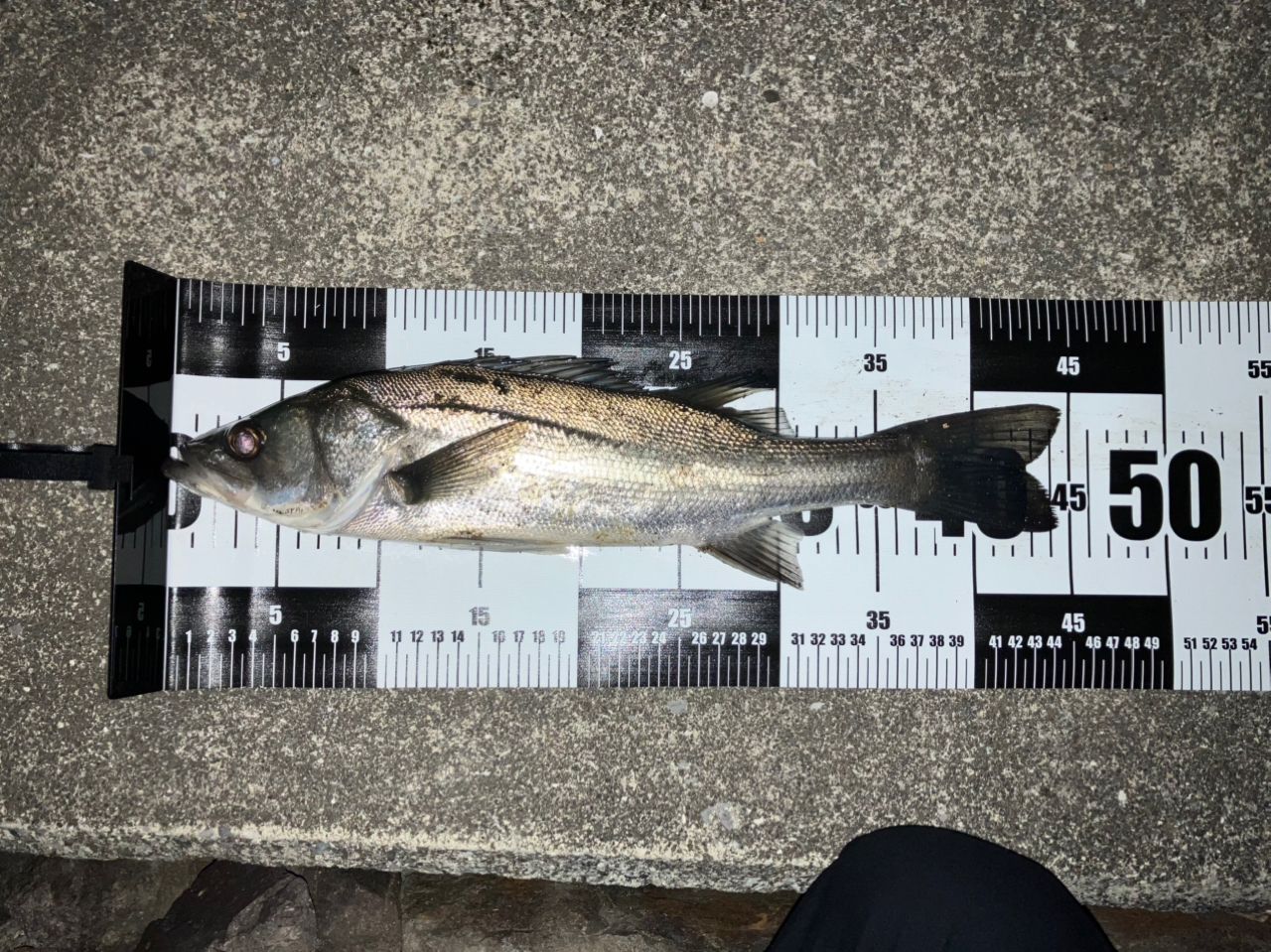 フッコ（マルスズキ）