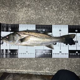 フッコ（マルスズキ）