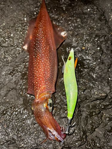 アオリイカの釣果