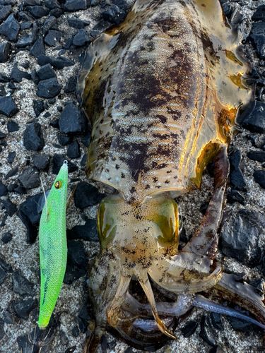 アオリイカの釣果