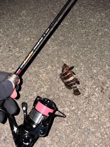 アオハタの釣果